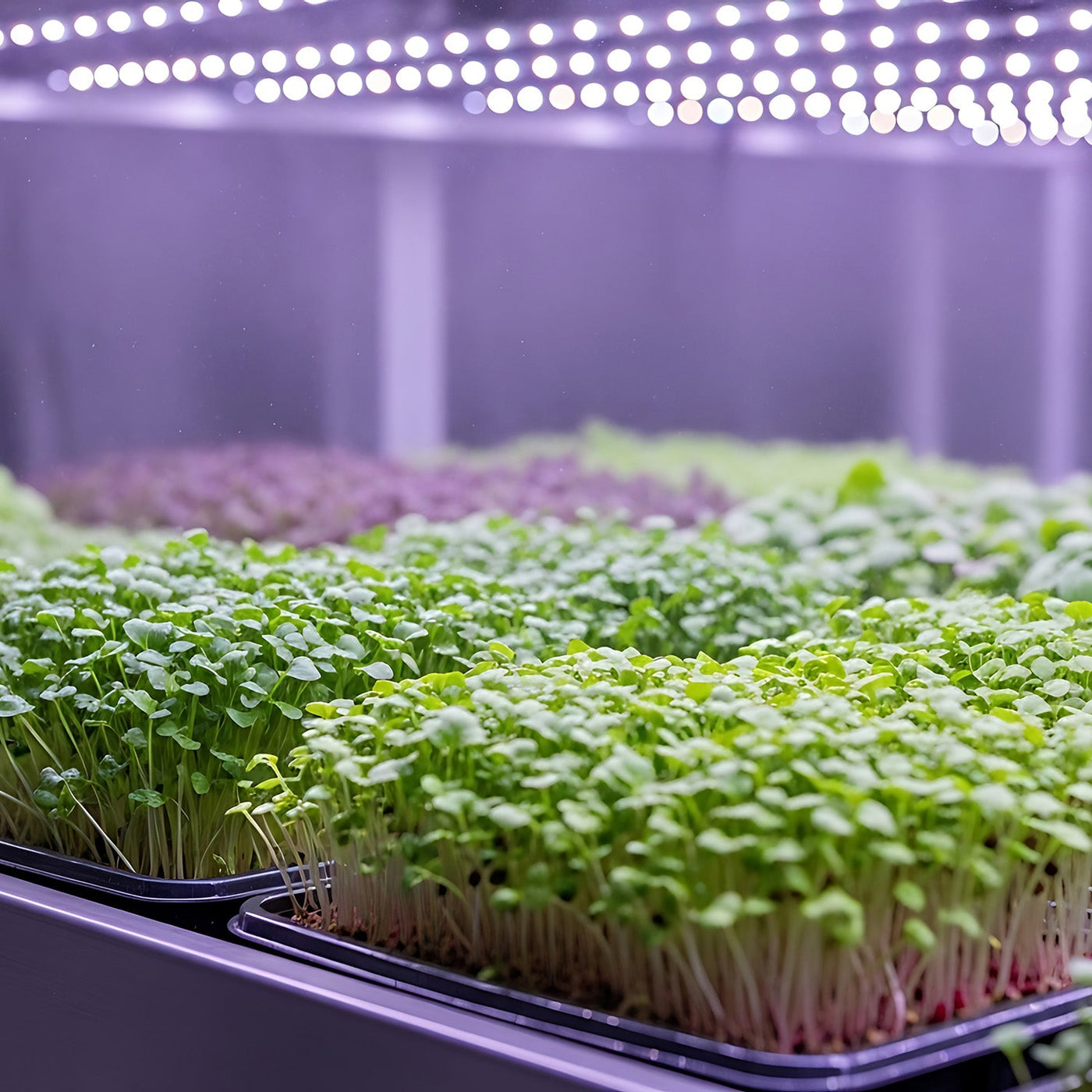 The Best Vegetables to Grow Indoors (for Beginners)