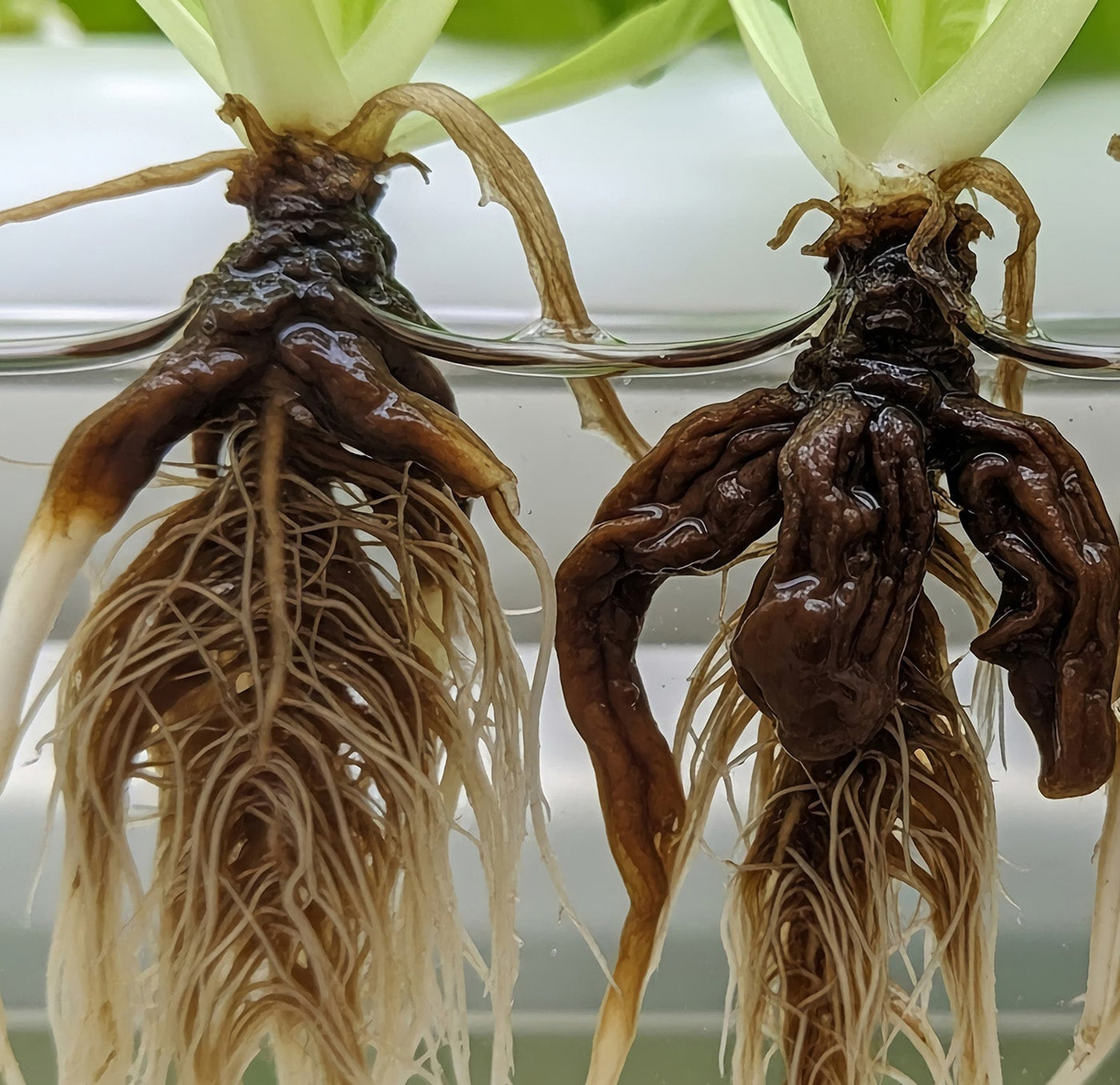 Root Rot in Hydroponics: Causes, Signs & Fixes