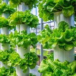 Session 2 — Hydroponics
