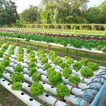 Session 3 — Aeroponics