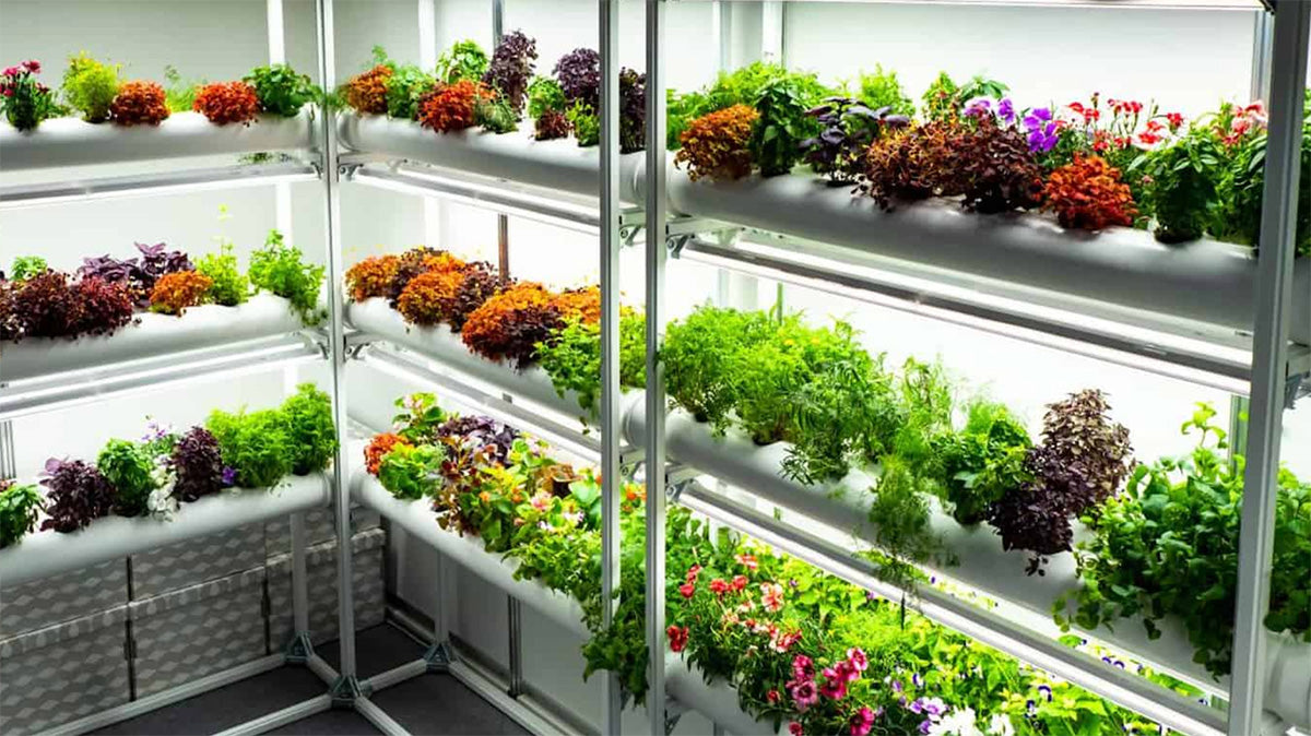 Indoor hydroponic grow room — multiple shelves of herbs, greens, and flowers under LED lighting