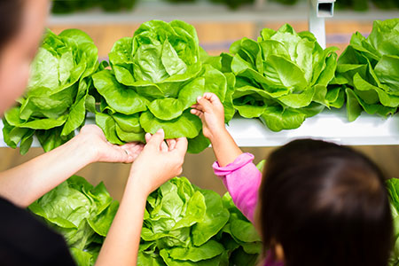 Clean, fresh vegetables produced with aeroponics