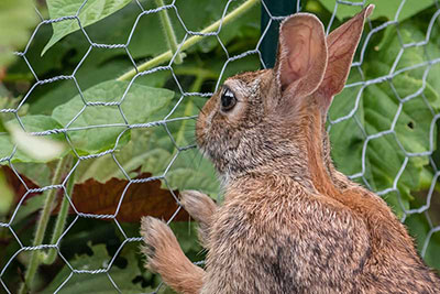 Rabbits eating your vegetables
