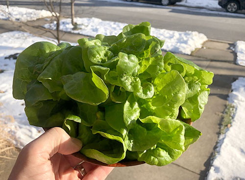 Green lettuce grown during winter using aeroponics